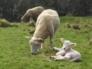 一年半の海外生活